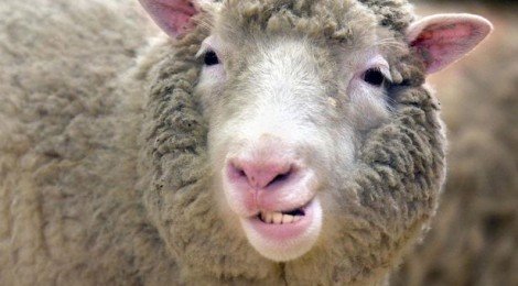 20 años de la clonación de la oveja Dolly