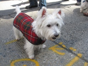Un West Highland white terrier en la Scotland Run