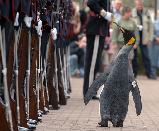 Nils Olav, pinguino militar de Escocia
